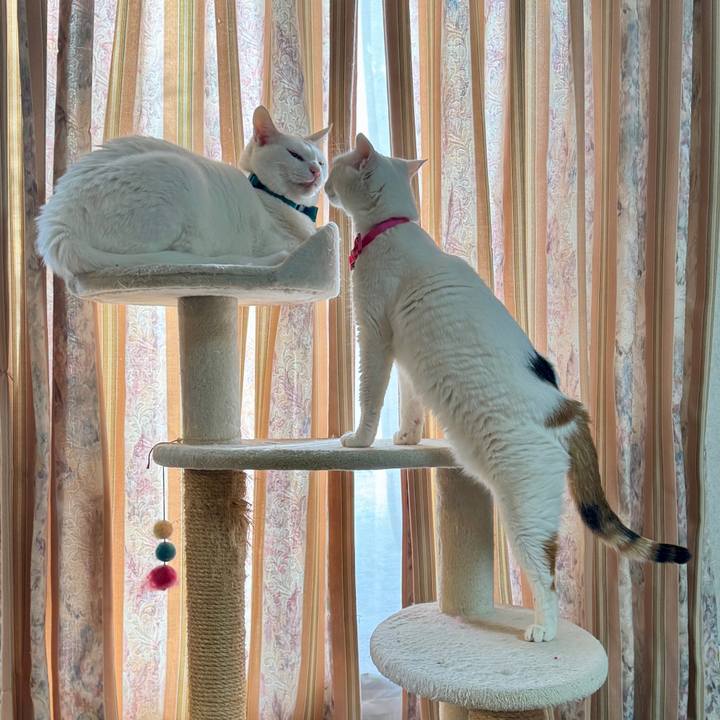 58dee762 8dba 4d93 a9af f65bb1a33f7e 1766880855230