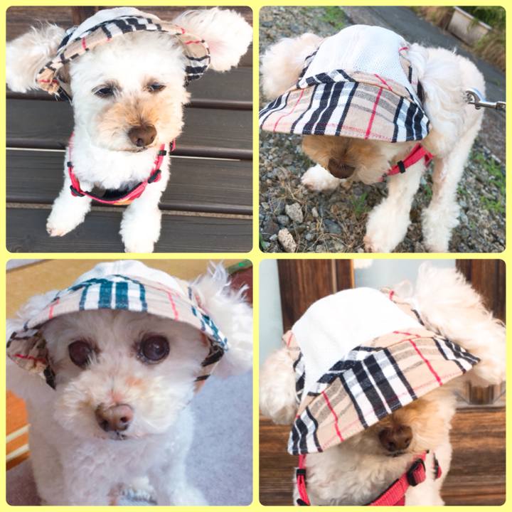 58e0138b 223f 4ab7 bc27 73645afeea4a 1530092673788