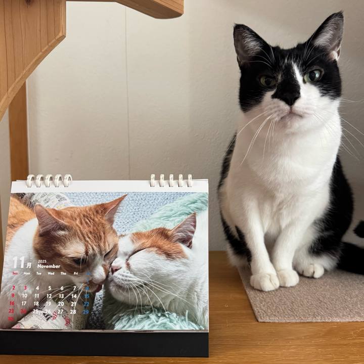 58e227d4 cd58 437f 81e5 be5f827e1dd1 1762299027475