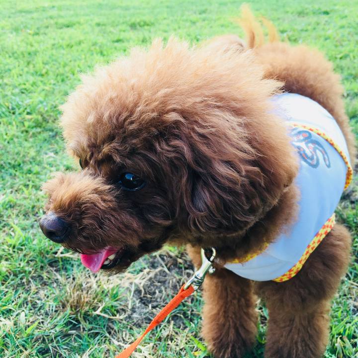 58e2e2de 450d 4a7f b548 853018c299c3 1531781256206