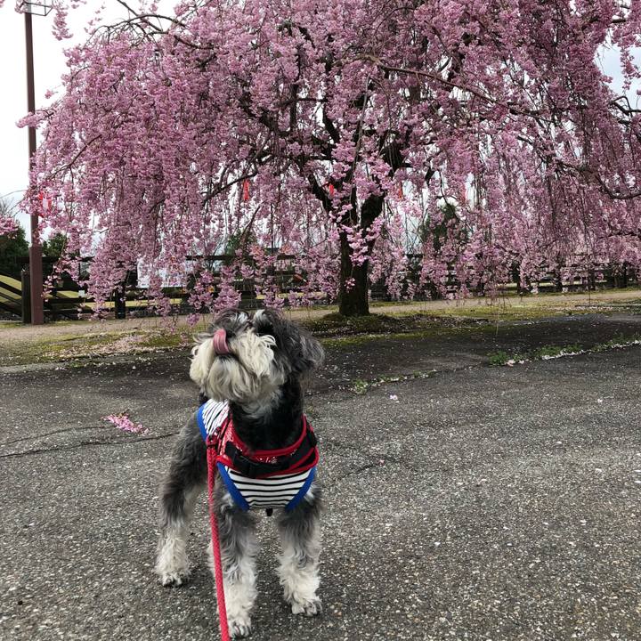 58e891bd 2a91 4aa9 8f37 6ee3ac839a73 1523062773864