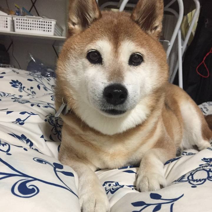 58e9c1f4 630c 404c ad83 dee3a6ad4a9e 1540903641298