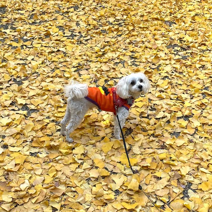 58f252eb d58e 4eef bccb 45f92c9fdc8e 1765263323812