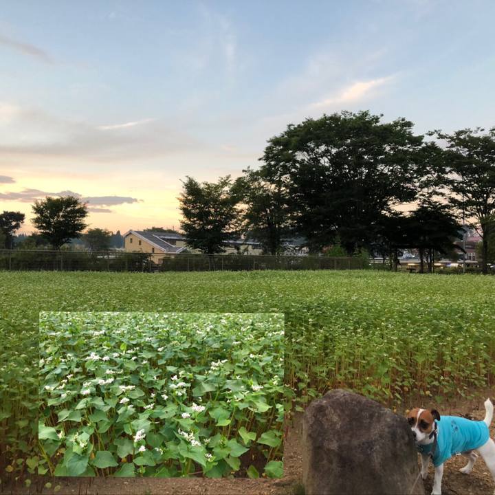 58f2e9db 46eb 44c6 a845 08e7c4dcb7b9 1598527787326