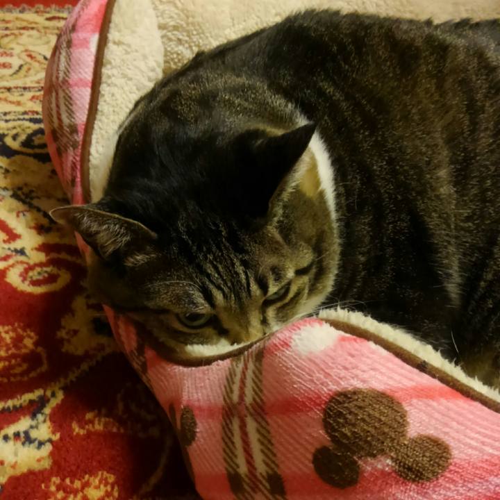 58f34a84 68d6 44a6 b327 ed28c13e9038 1513261879452