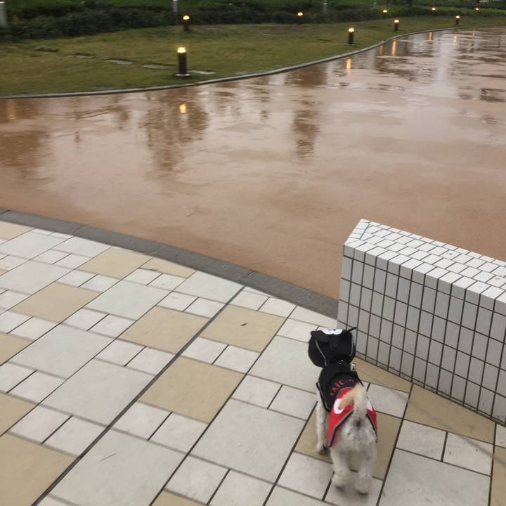 58f68949 0daa 49e3 a0e7 7da87e0065b5 1509255442060