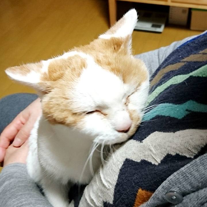 58f7573b 1107 44bb b9ee df4d2ccbb1e6 1553248237184