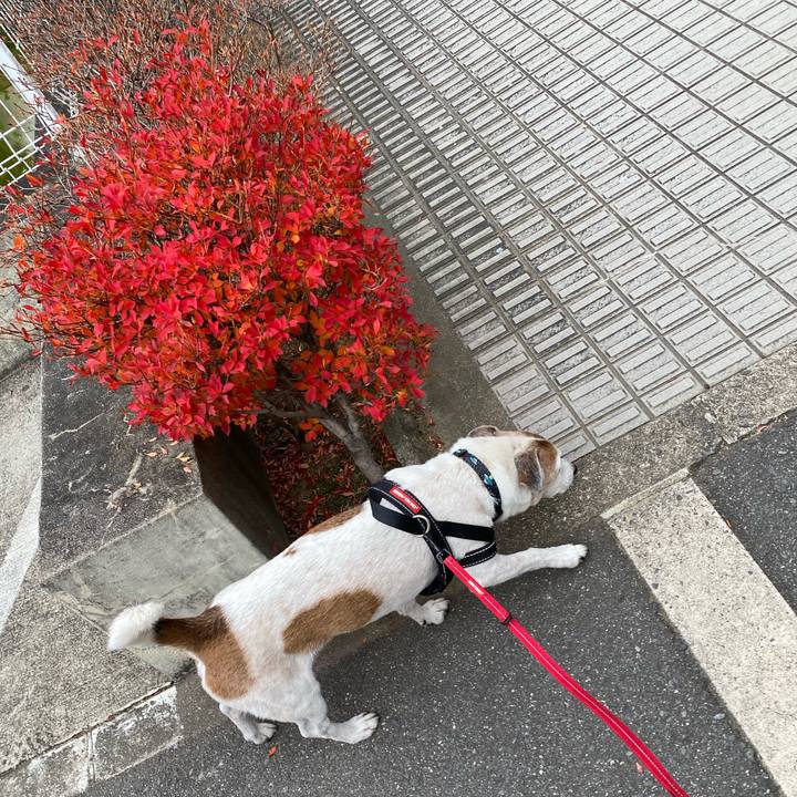 58fa6ac6 af2b 4d52 a8bd 2e5e2f6bb1d0 1607750596525