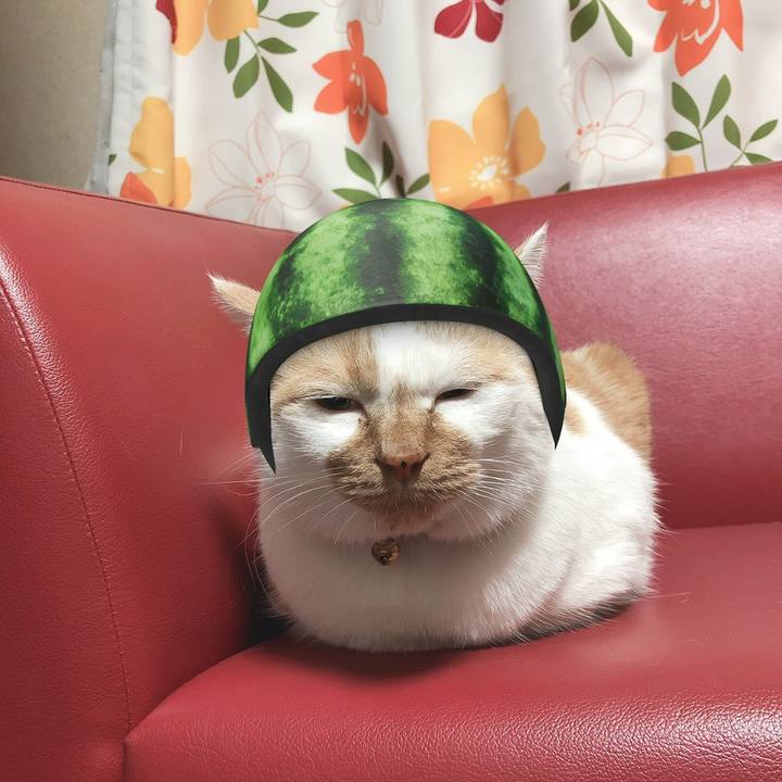 58fab3c4 8ddb 4f2e b34b a6ff9e396dc6 1582524756273