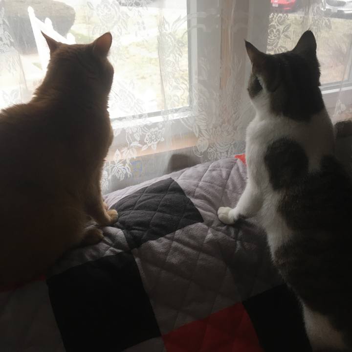 58fcd215 a5b9 4a32 b320 f766233af6f1 1633131239437