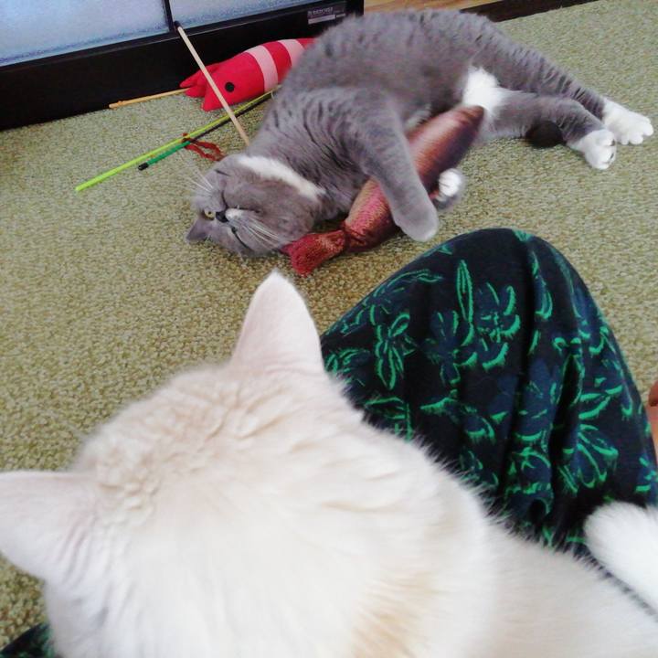 58ff636b acd2 42cd b20f 6829b257018d 1717453167000