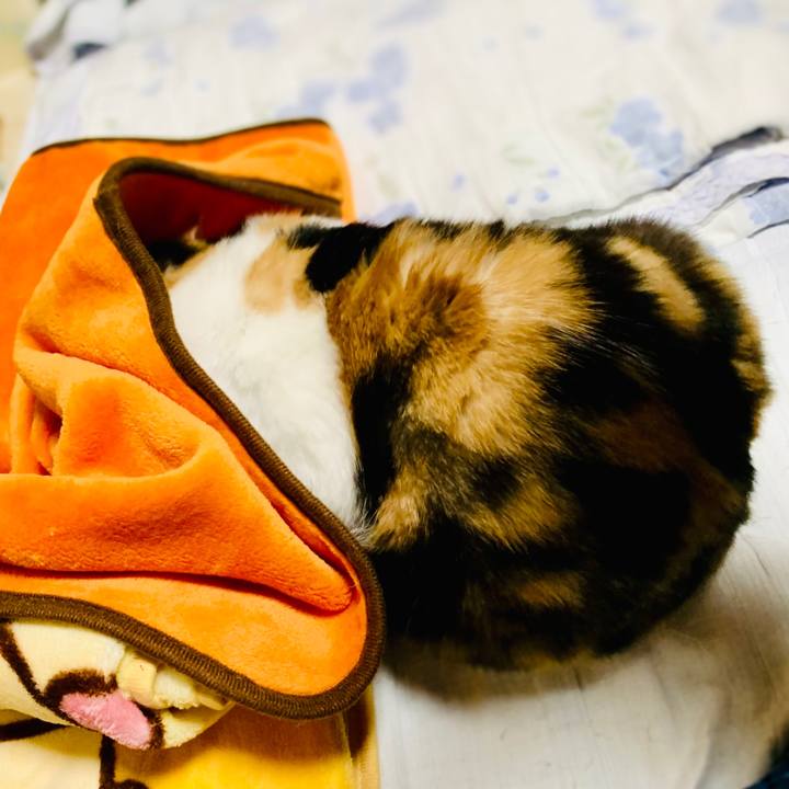 58ffb5dd 9ba0 44c6 a036 374c0906fd08 1605231377872