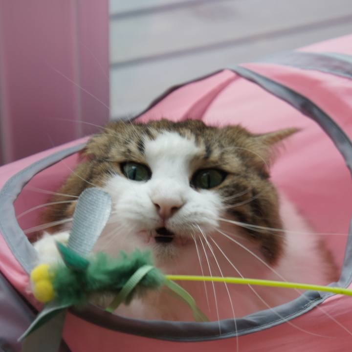 5900d735 5cb2 49d0 9833 3c1f52798527 1537064926112