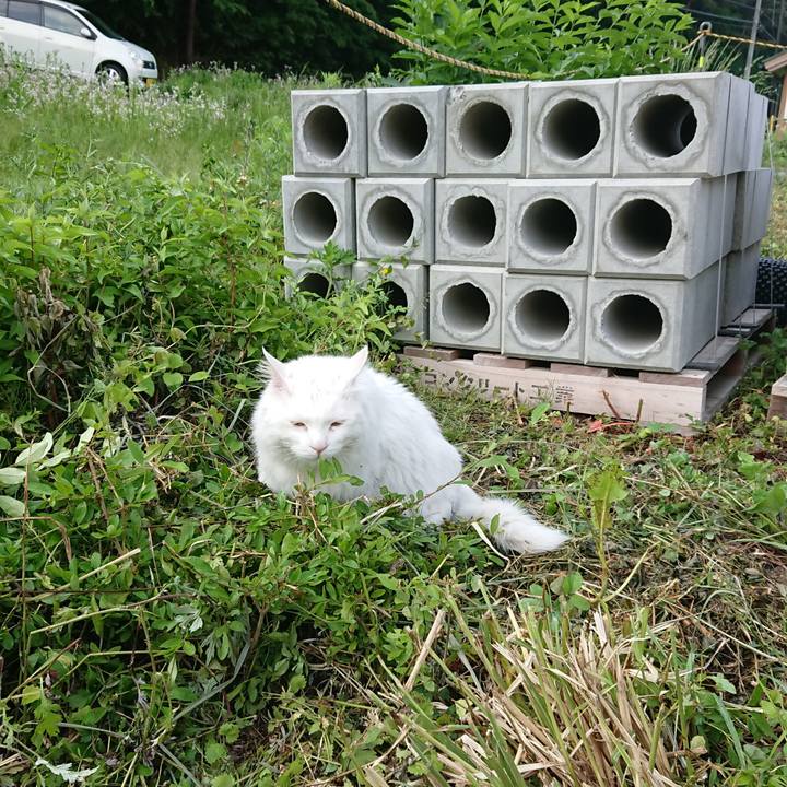 59021b1b b17f 4e87 b156 2b586d6a3a25 1559773806664