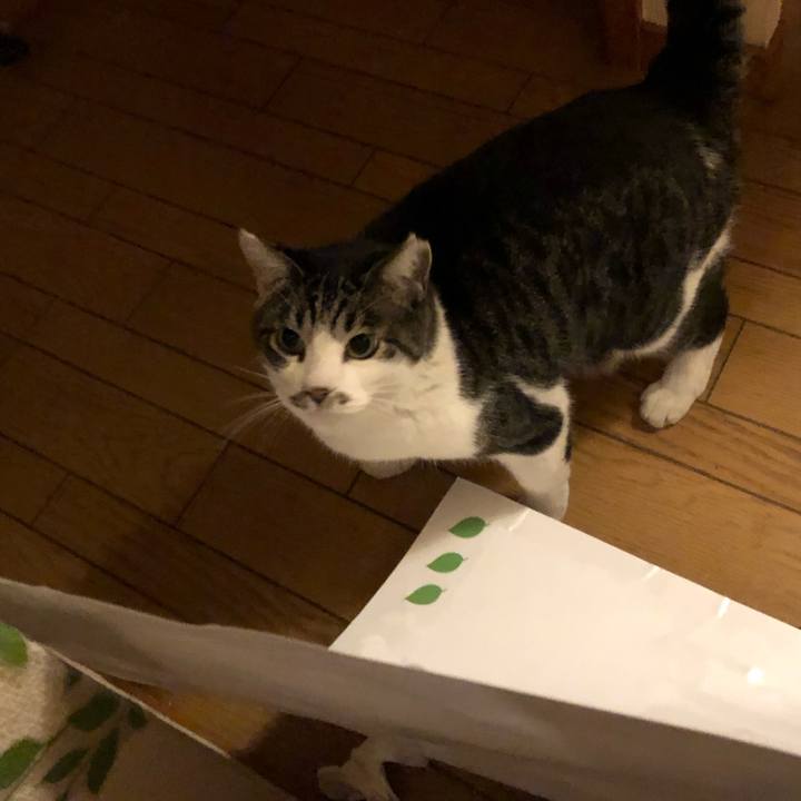 59077ddd 8d41 4fa8 9a07 6e61fa62726f 1573037432350