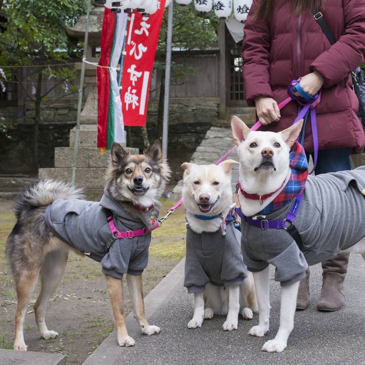 59080a6d b4ee 458e 9be5 b70c77d36083 1546871141396