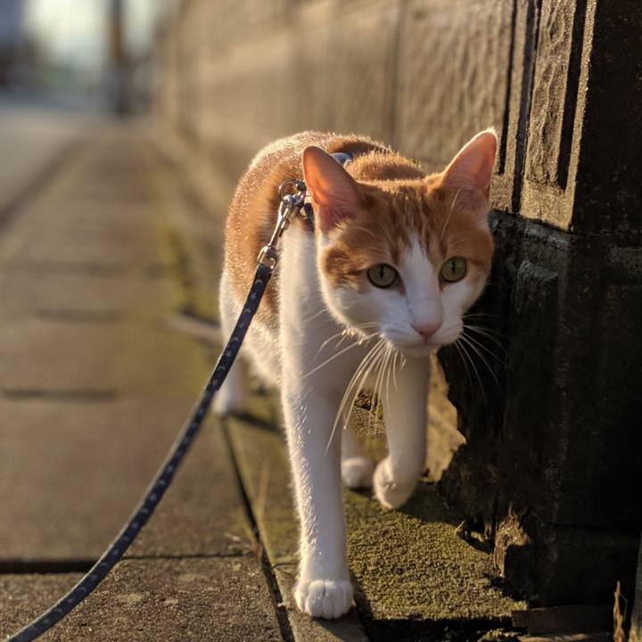 5908d788 b40e 4e78 bad1 e6008f963510 1564717786594