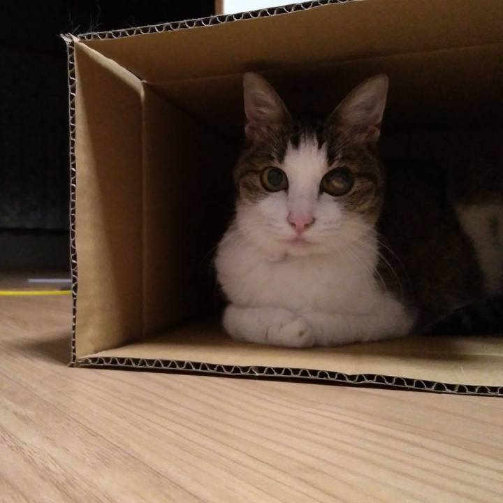 590a8874 4dcf 4a8f b15b 9e39ddc14285 1528725542611