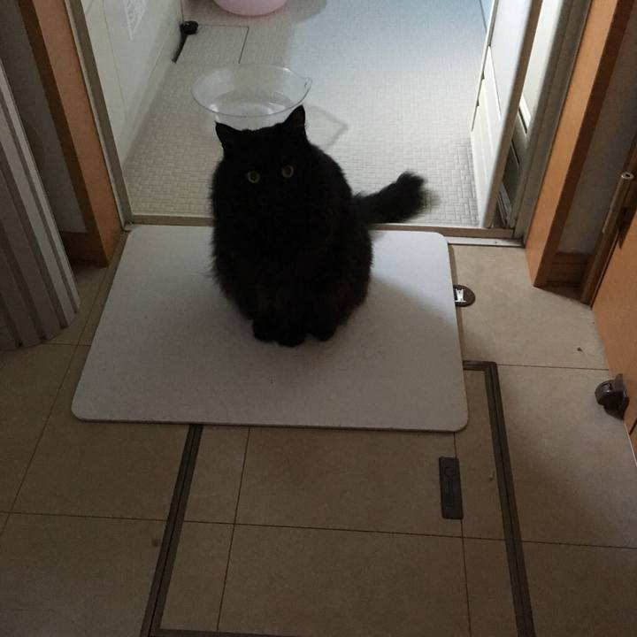 590bfe7a 29d8 420b a42a 21cc000fc086 1542176347192