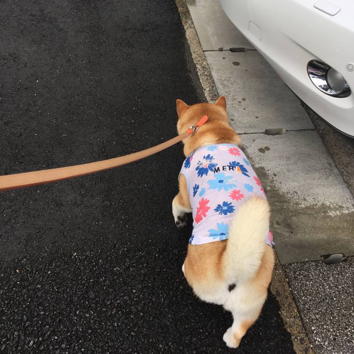 590ced61 b23c 49c8 b1cc c0c661e36913 1565653512432