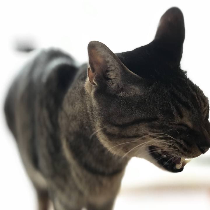 590deb4d d520 4a6b 98c5 5d0b3e6b5b62 1518054306451