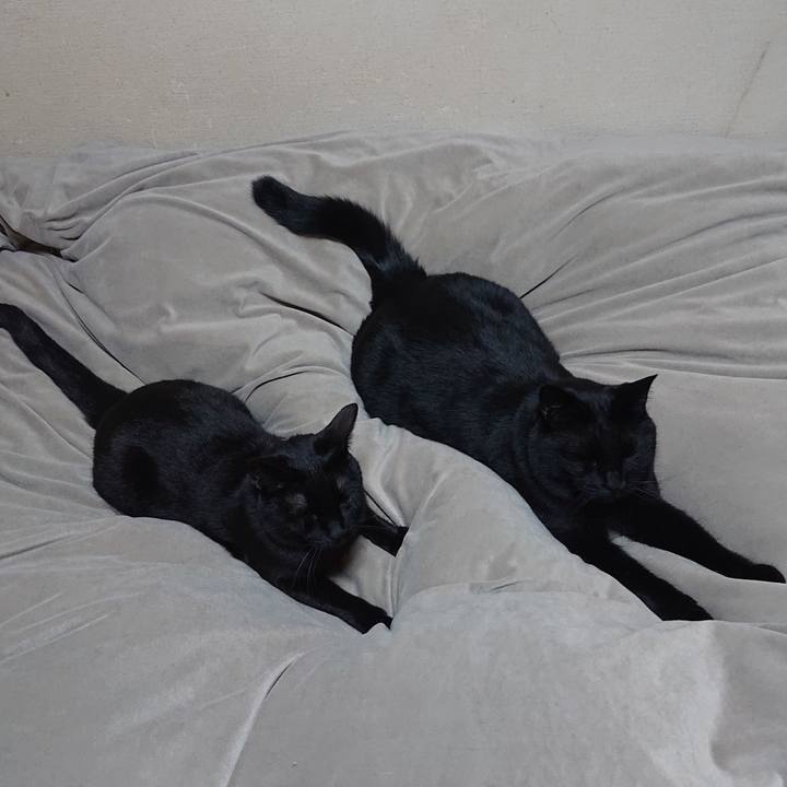 590e28ac d865 4e1c aca3 f1aadd855f58 1647440933879