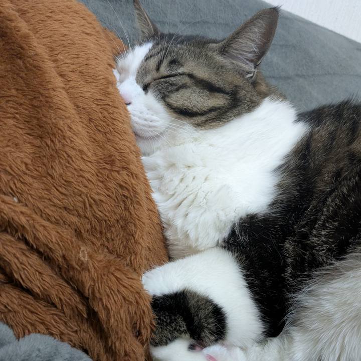 590e705b c160 415c bf1d c4907189115d 1738913651416