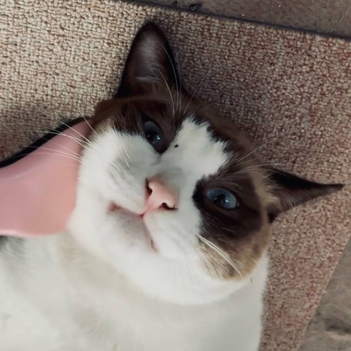 59111adb e7a5 4a93 b411 e180a991a03f 1760409185508