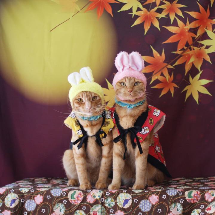 591262fd 4d15 42c3 83c3 910a64c4d8de 1759028642830