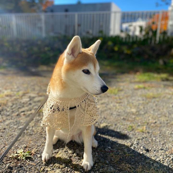 5913dc58 0035 4c03 acfe c4fd01ecdc75 1667473890299