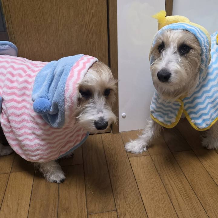 59150cb0 45f9 4fc0 8b99 d28dc65a3643 1768724194499