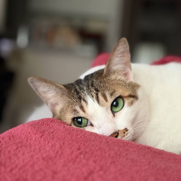 591ddb54 5b2e 41fc b920 18285c40d52e 1766190854284