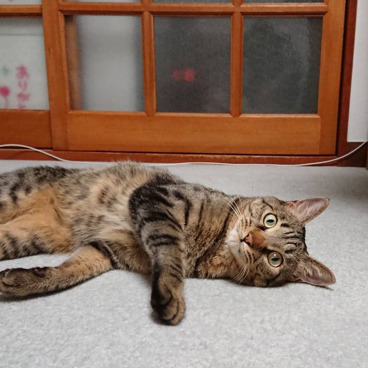 591f457f e333 4027 9a50 11d341065f2b 1513414456840