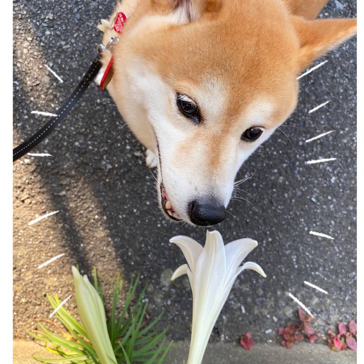 5924715b e0a8 443f 851c 46a24e72ce83 1597457145120