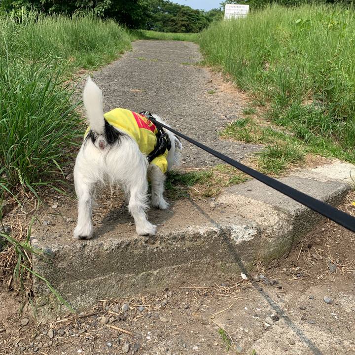 59262253 1676 4fd8 bf39 1fe2d190852d 1560990093790