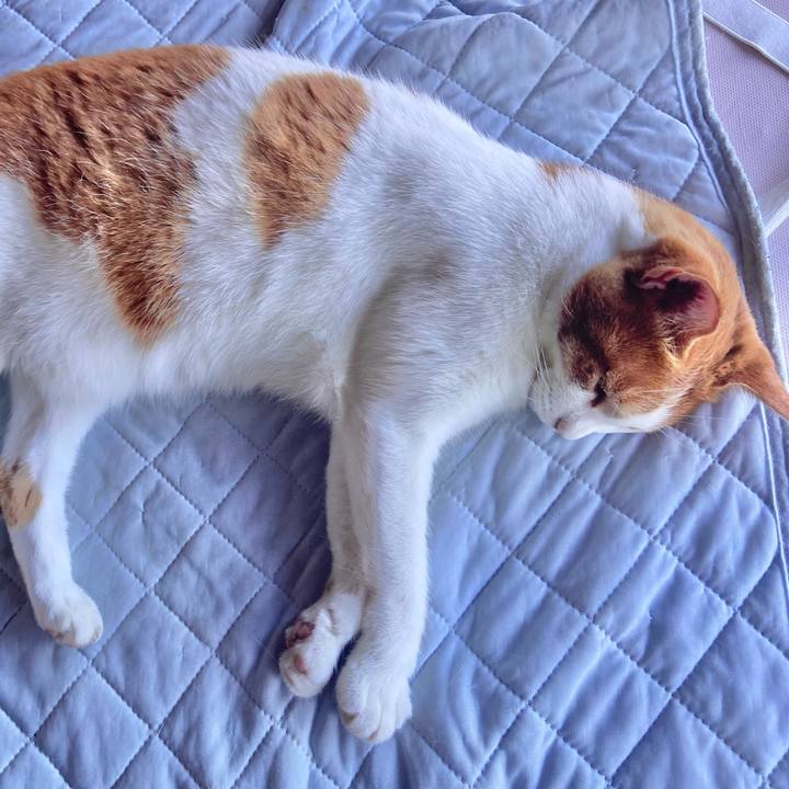 59265412 4cde 47f2 8ee4 b8376e011416 1723112097675