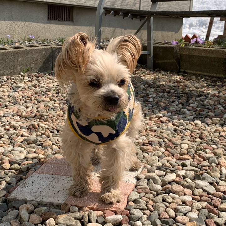 5926f6bc 724a 47db be17 6605b08e320e 1555232716050