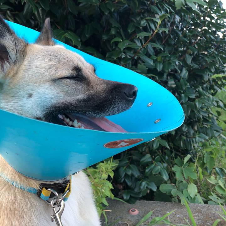 59285cf0 d3b8 4b2d b4d6 4df9089f47e5 1532430278006