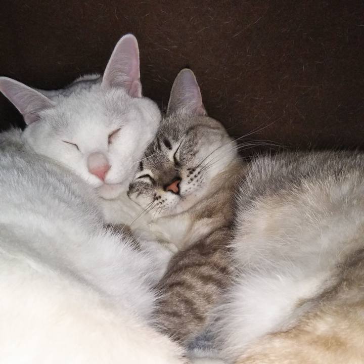 592abce2 783c 41c2 af97 0630d3bf429a 1546176664615