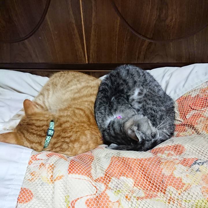 592d39a6 d89c 473a 9c77 ee9a9436946c 1580906928527