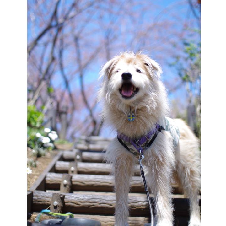 592f47c3 bc11 461c a527 40bb745fd2bc 1555143198008