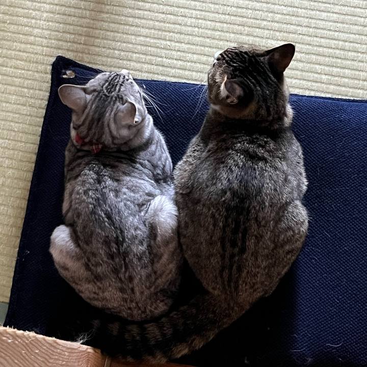 592f7fa1 e886 4e57 b727 318df08a0461 1716358737799