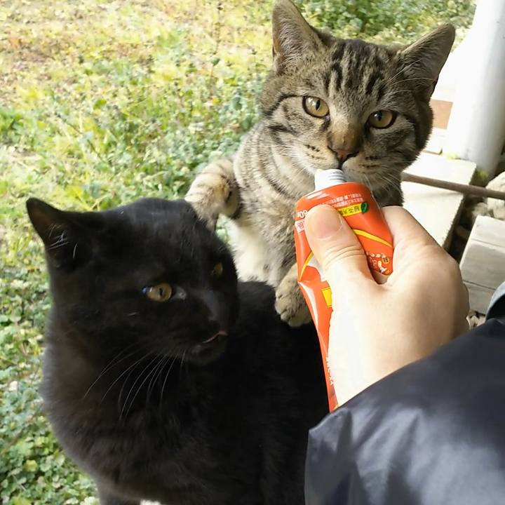 59312c83 c8d9 481a a807 743b633a529f 1550031100998