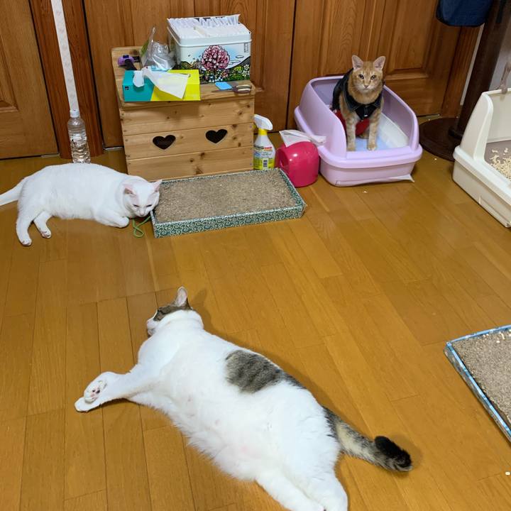 59361581 1e19 4bc4 9727 bdc21233c202 1624303595257