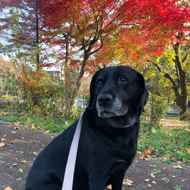 5937831e eb19 4d92 abf3 2c946000bd9c 1543368911272