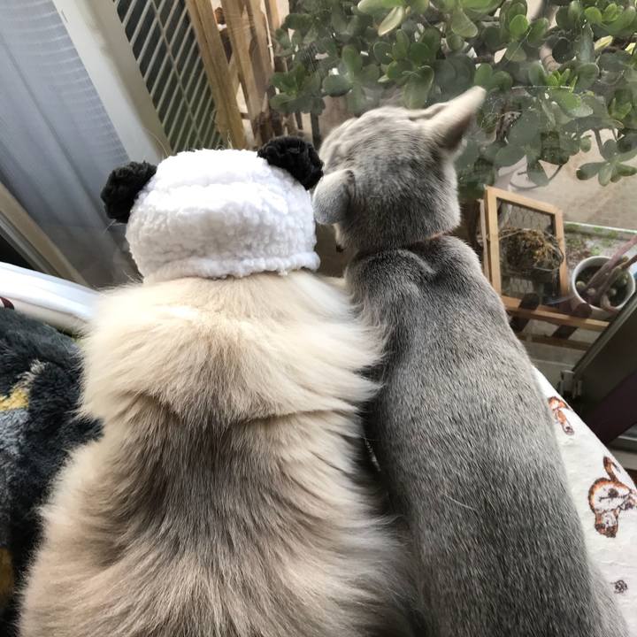 593bba5b 6e38 43da 9de4 6ef43ca1b999 1522102210240