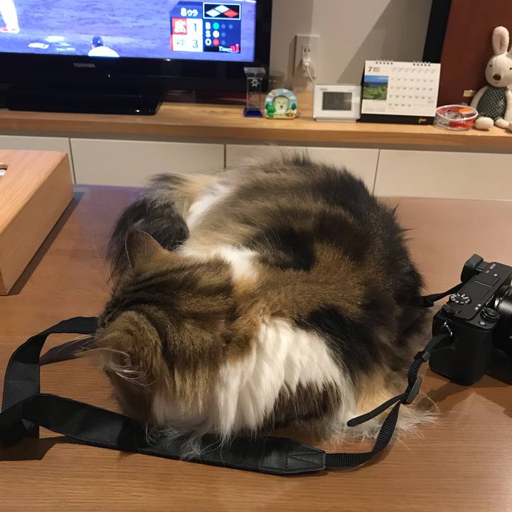 59409d56 8f60 4461 98a2 bda044065e5a 1562332374709