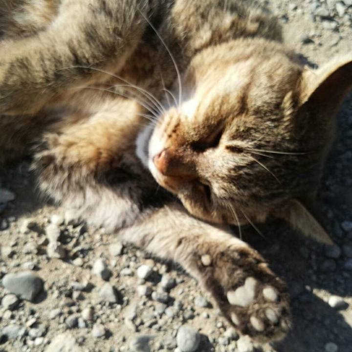 5942cf3e eebf 4ab0 82af f658b2742b11 1511760834960