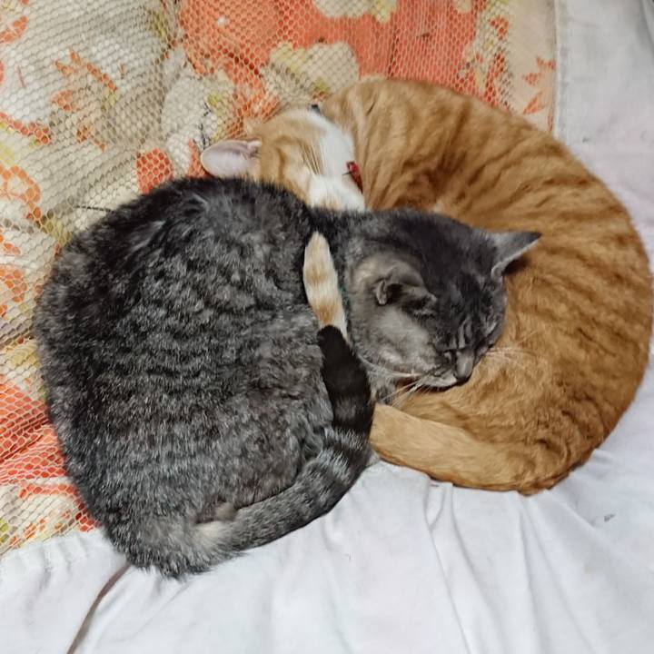 5943298d 6e9d 4dfe 9e2a 183283e98d69 1575031292750