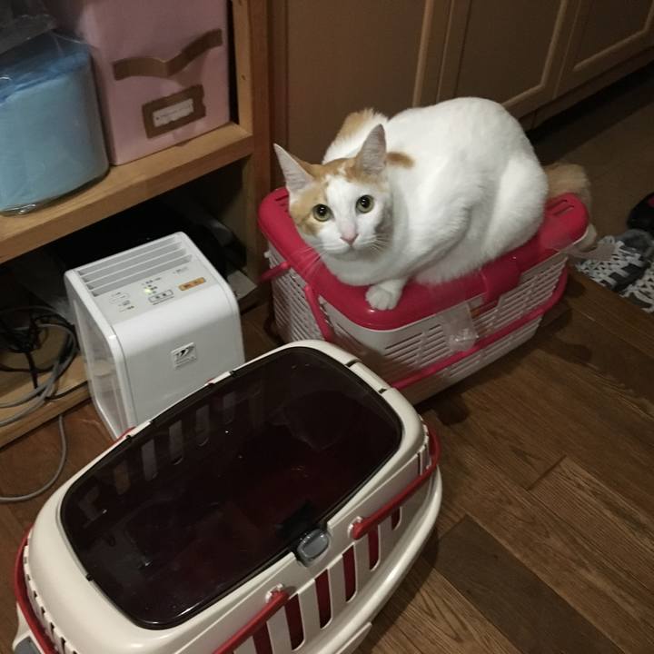 594428fe 94f9 4285 83af dae31a67fb96 1508853272320